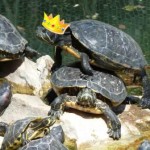 Online Reputation Schildkröten
